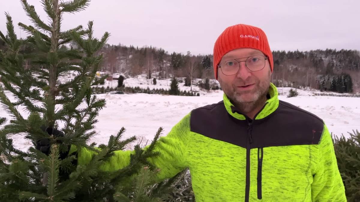 Slik Tek Du Vare På Juletreet Lengst Mogleg Nrk Vestfold Og Telemark