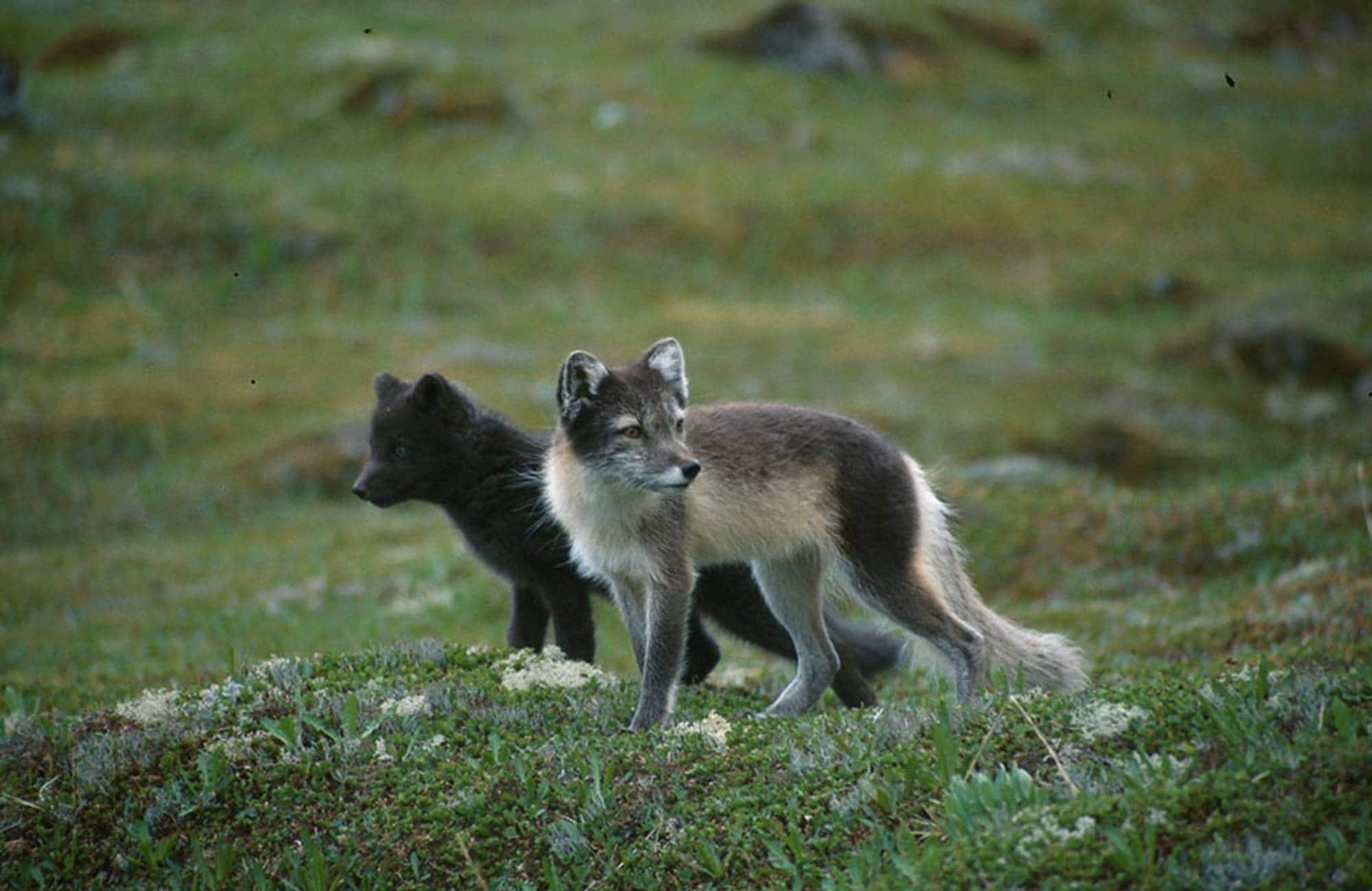 Fjellrev / Polarrev