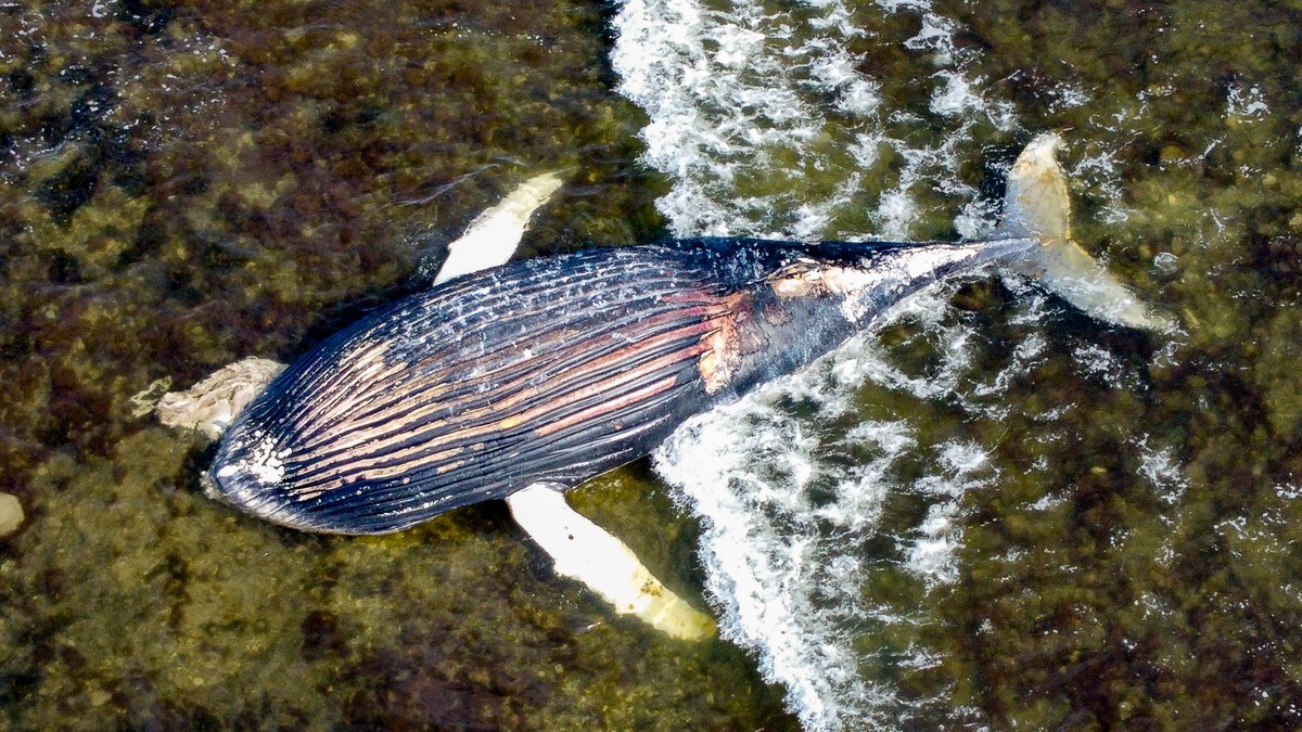 Eksplosjonsfarlig hval skal flyttes