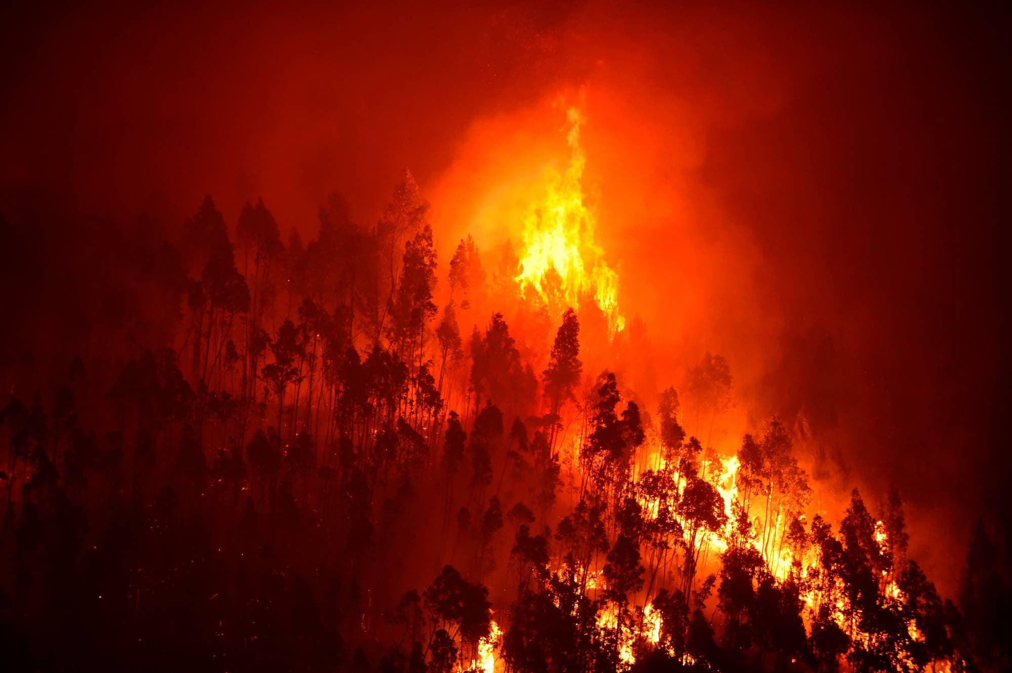 Skogbrann herjer i et mørklagt skogområde med store flammer og røykutvikling. (Bildebeskrivelsen er laget av en KI-tjeneste)