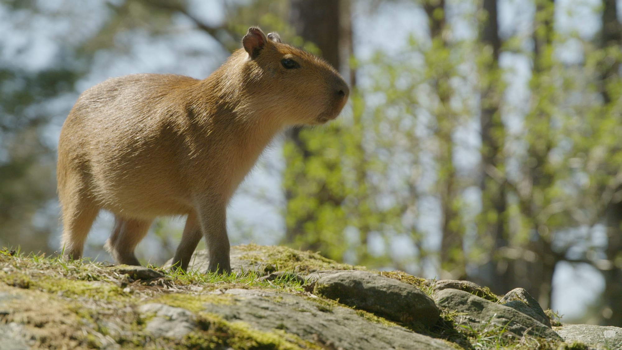 Capybara / flodsvin i Dyreparken