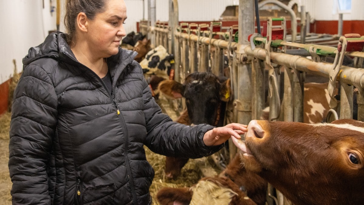 Tine pauser klimavennlig fôr etter dyresykdom og hets