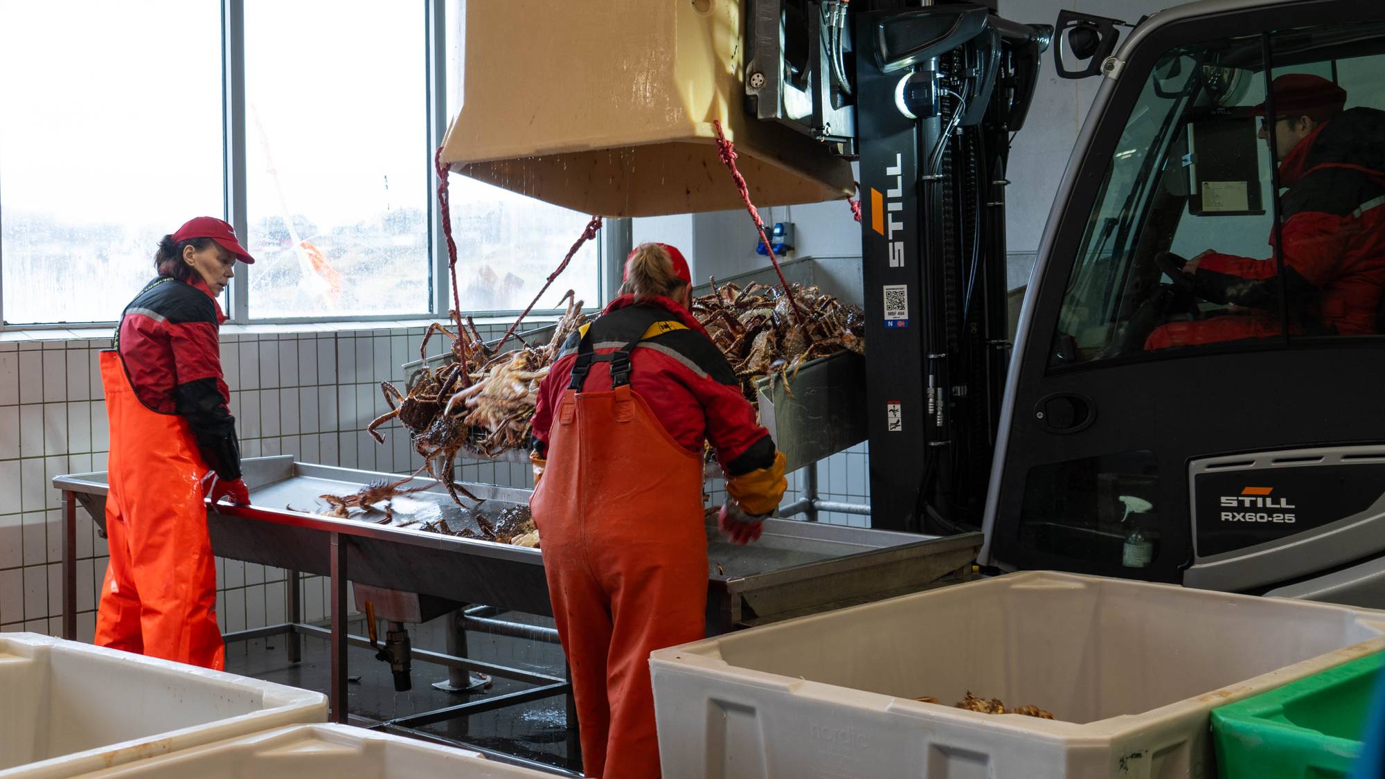 Mottak av kongekrabbe på fiskebruket til North Cape Group i Honningsvåg