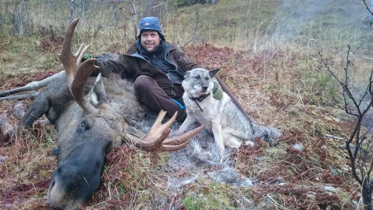 Jegerfrykt etter dronetelling - vil frede elgen