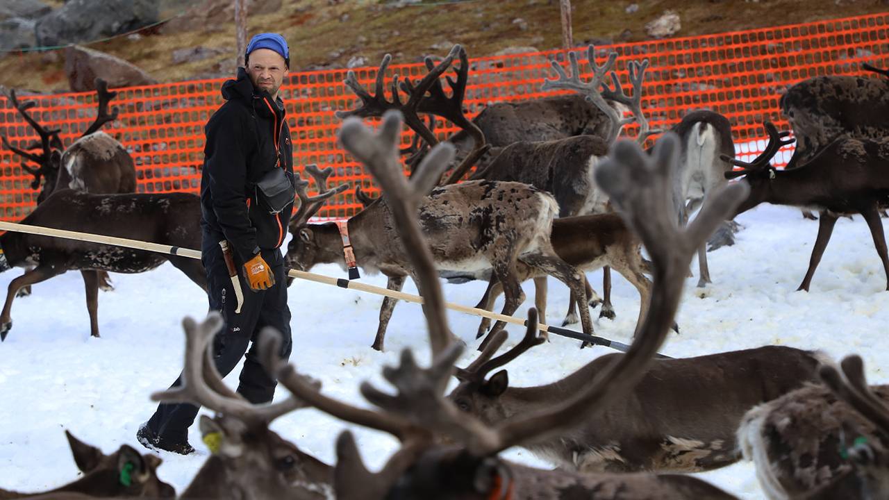Mats Jonas Pavall i reingjerdet