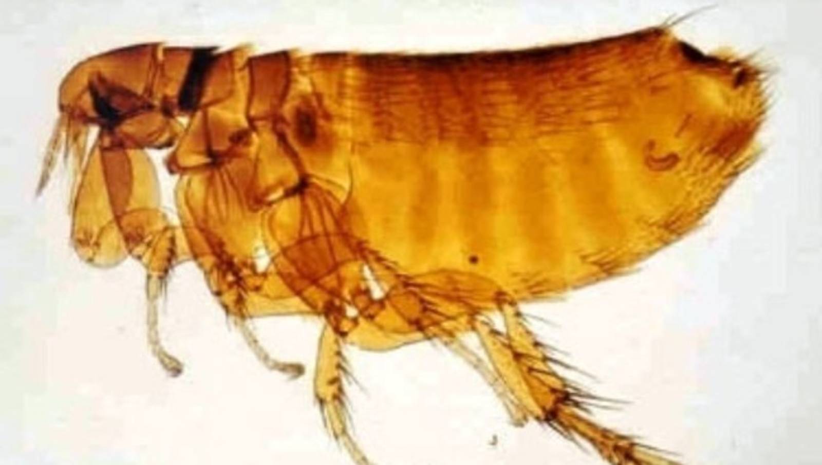 Høysesong for fuglelopper NRK Rogaland Lokale nyheter, TV og radio