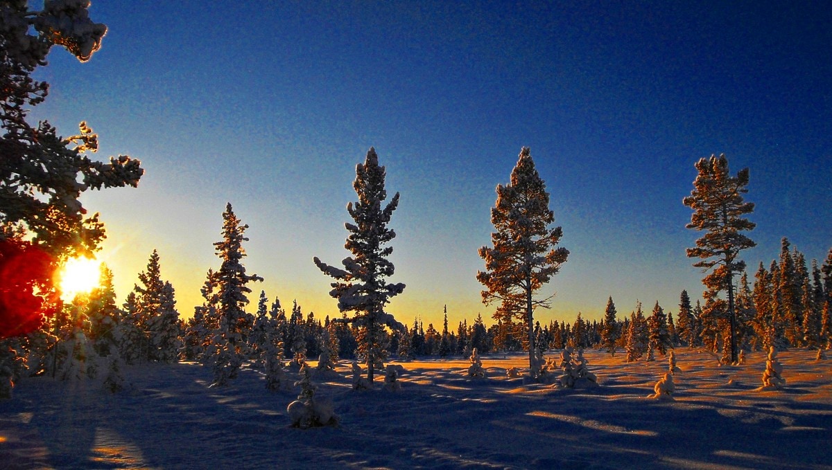 Nye verneområde skal sikre mangfaldet i norske skogar