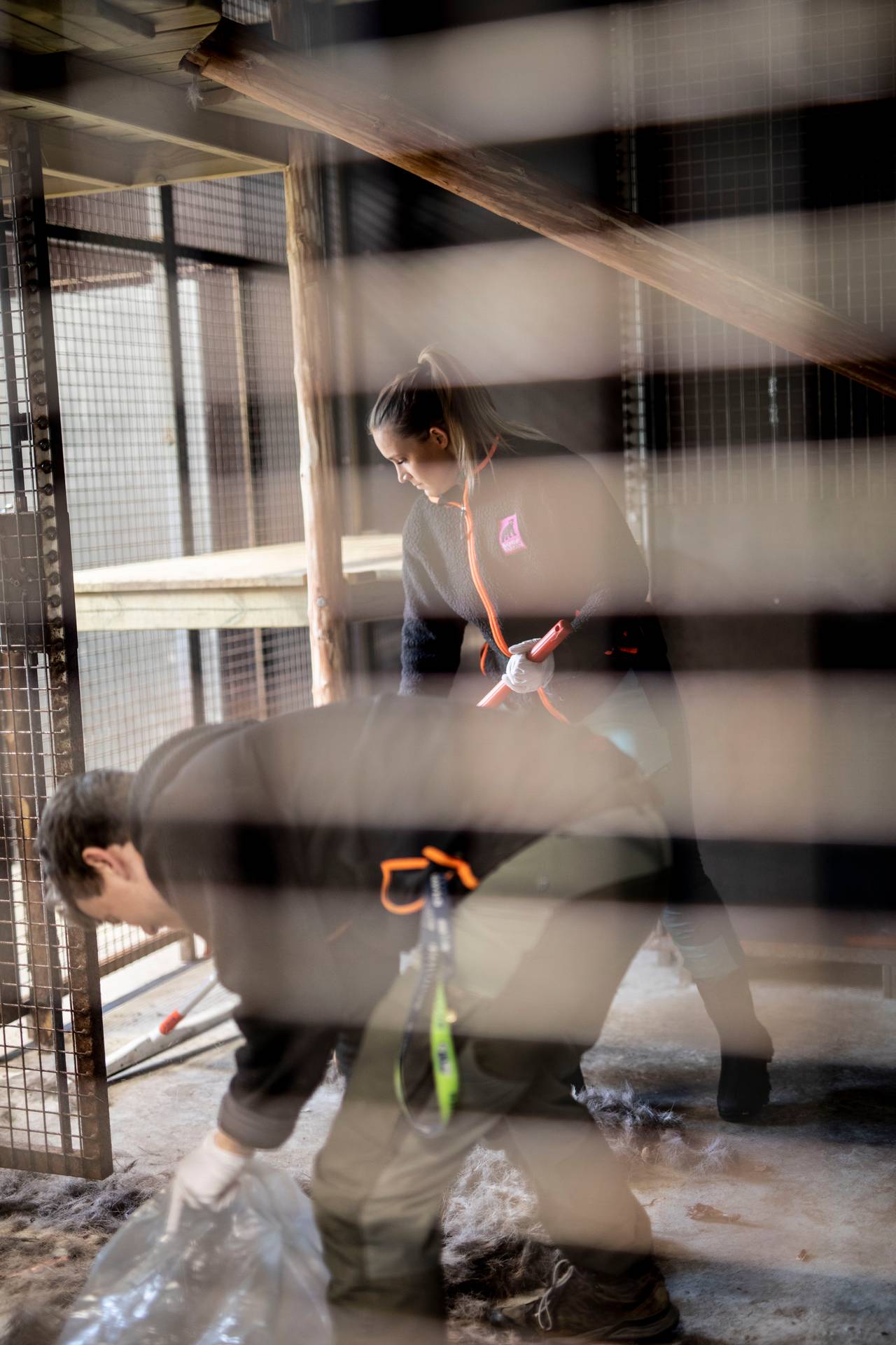 Dyrepasserne Trygve Hauge Løge og Mia Sofie Sandvold gjør reint i huset til amurleopardene, før de slippes inn for fôring.