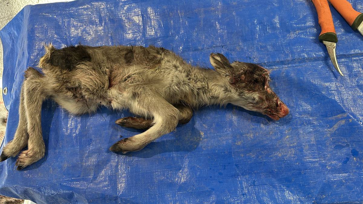 Bjørn og ørn inne i reinflokker: Rundt 50 nyfødte kalver drept