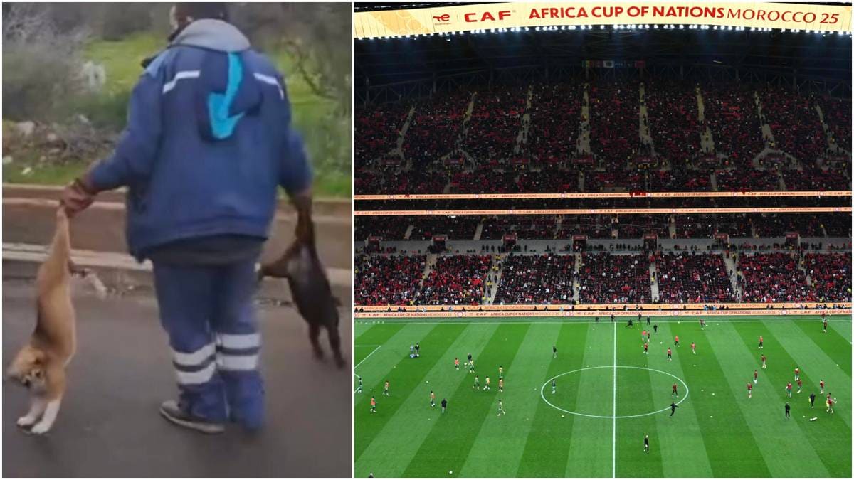 VM-landet anklages for massedrap på løshunder: – Brutalt og fryktelig