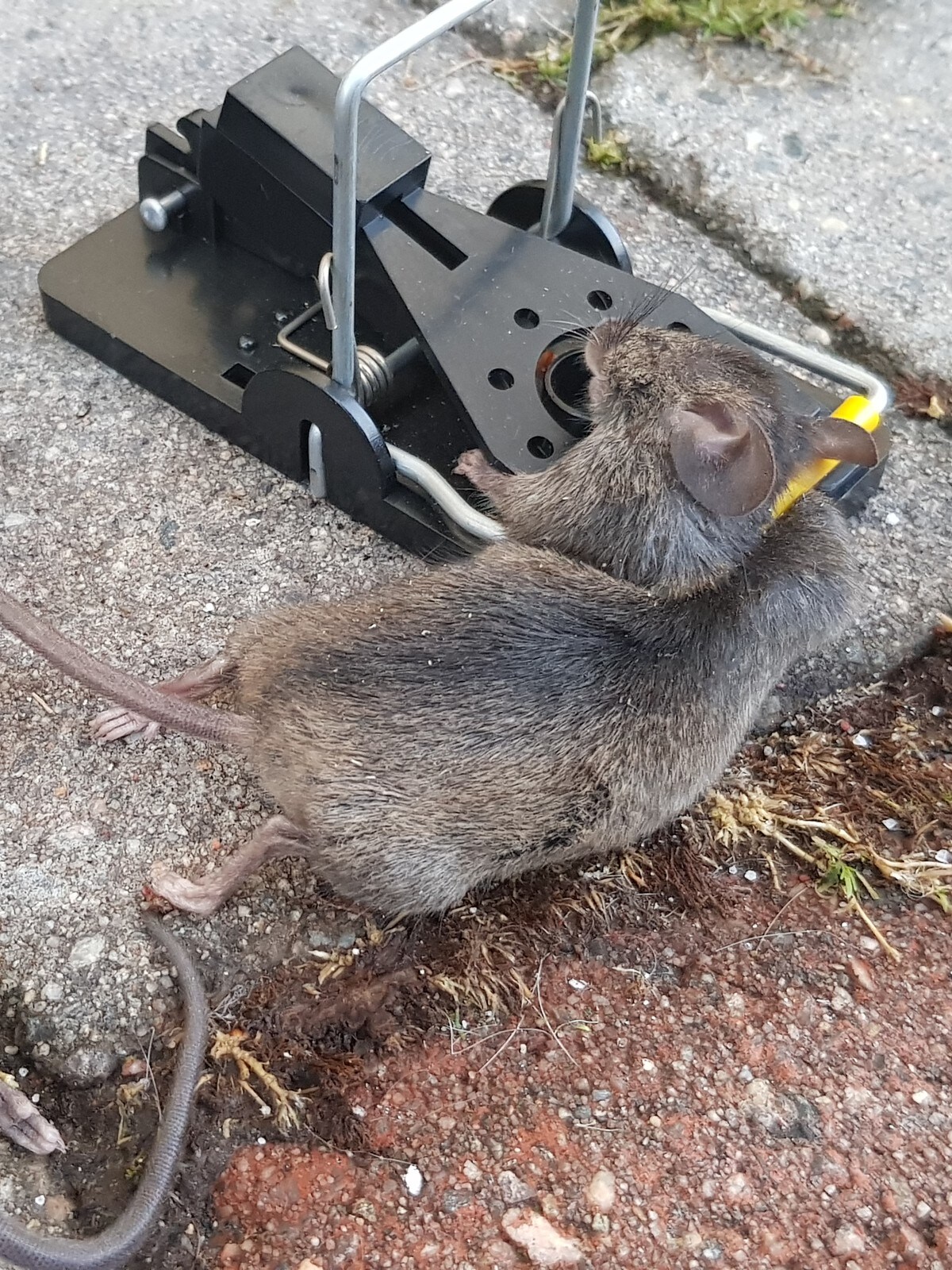 Advarer Mot Mye Rotter Og Mus I Ar 5 Steder Gnagerne Kan Komme Inn I Hjemmet Ditt Nrk Nordland