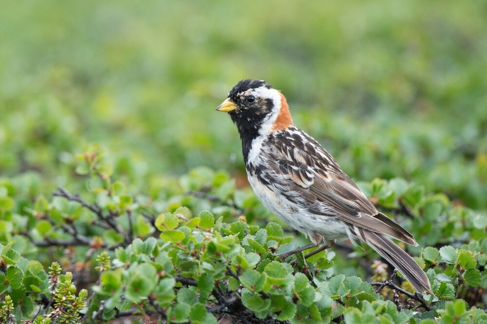 Fjellfuglene går tilbake: – Urovekkende, sier forsker