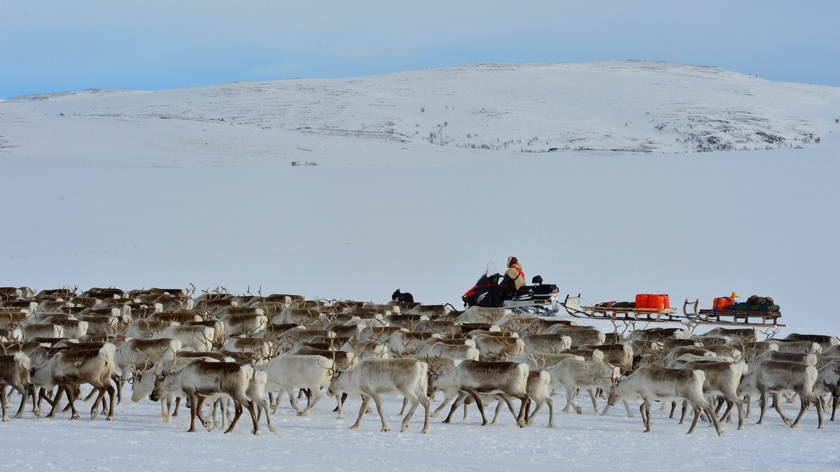 Reindeer Herding With Norwegian Broadcasting «Slow TV» – NRK Presse ...