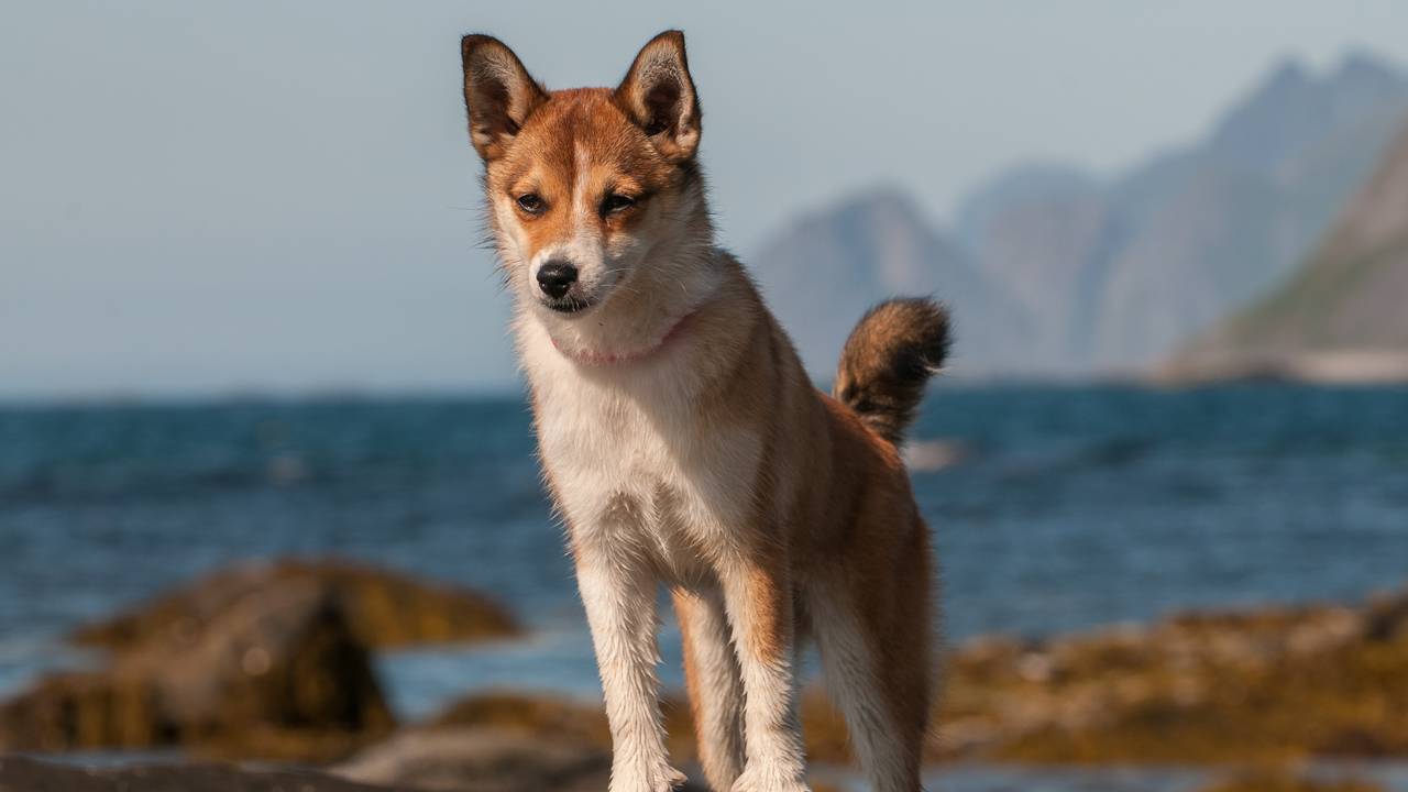 Norsk Lundehund