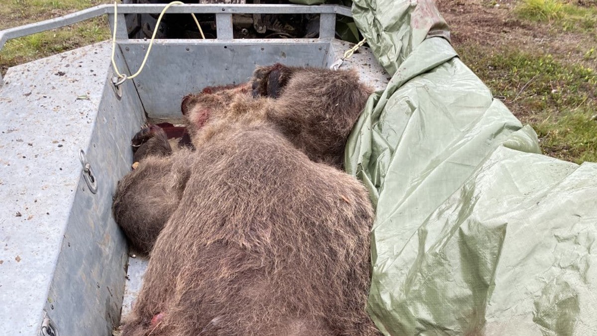 Politiet: Bjørnefelling var i nødverge