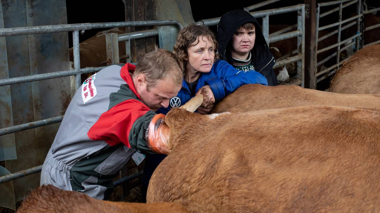 Linda og veterinæren