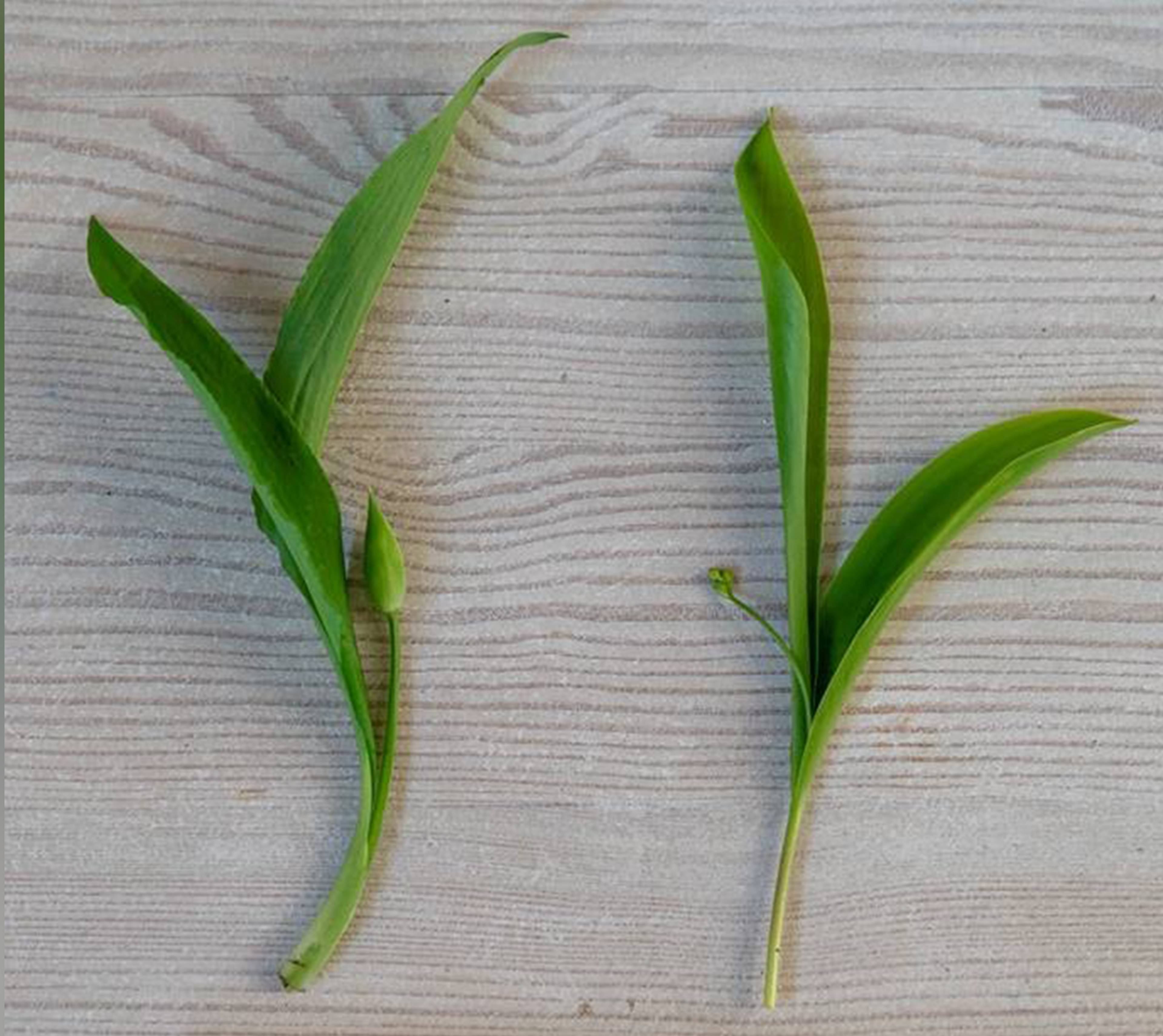 to grønne planter som ser veldig like ut