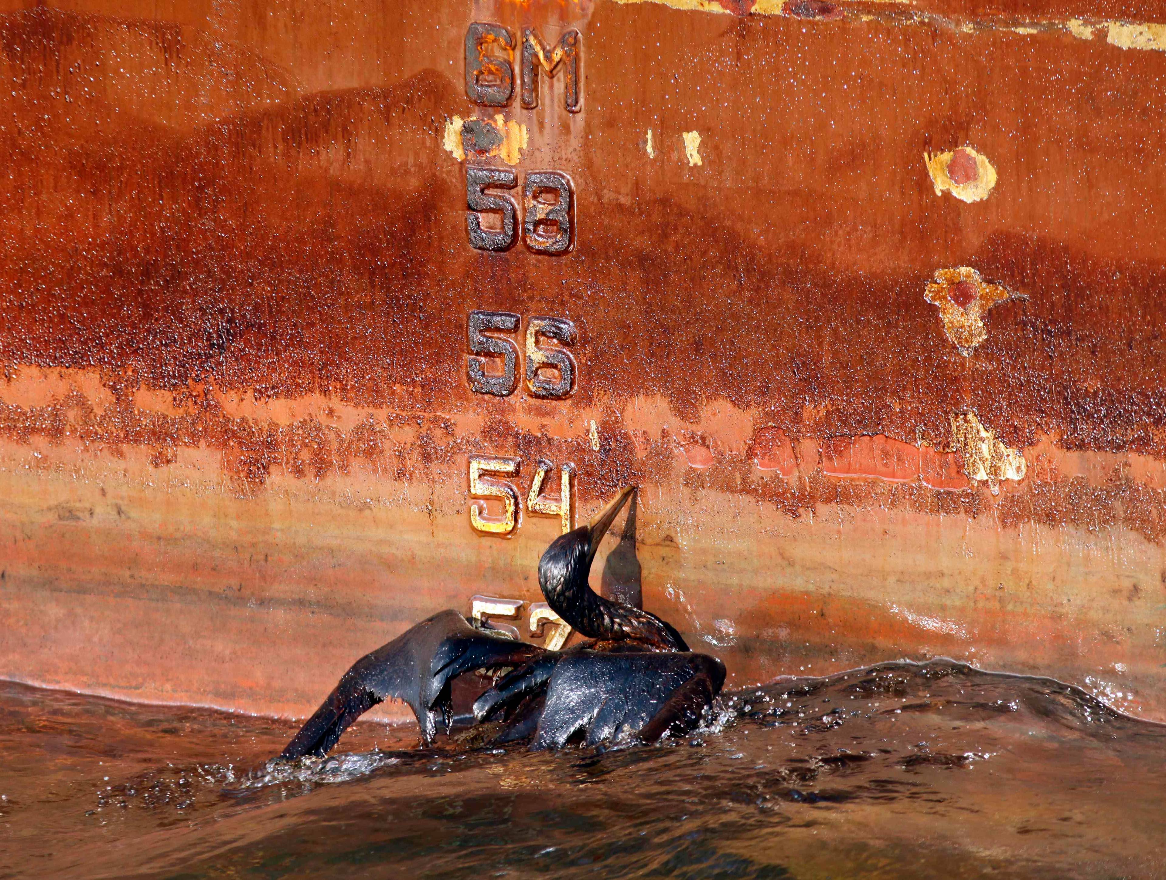 En oljedekt fugl kjemper langs siden av forsyningsskipet HOS Iron Horse i næheten av Deepwater Horizon-oljeutslippet i Mexicogolfen utenfor kysten av Louisiana, søndag 9. mai 2010.