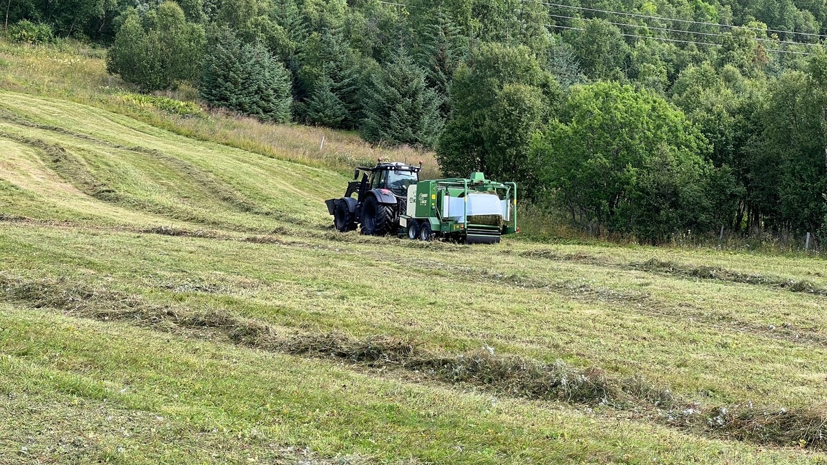 Regnet stopper bøndene i Nordland: Enkelte har ikke fått tatt førsteslåtten