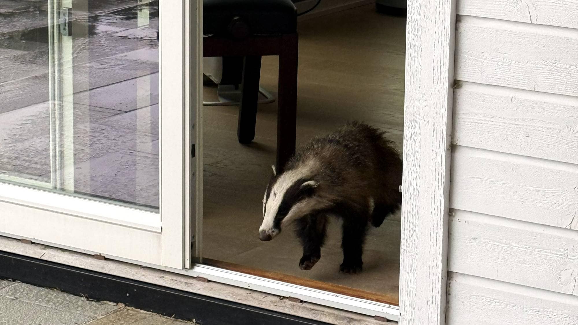 Grevling i verandadøra