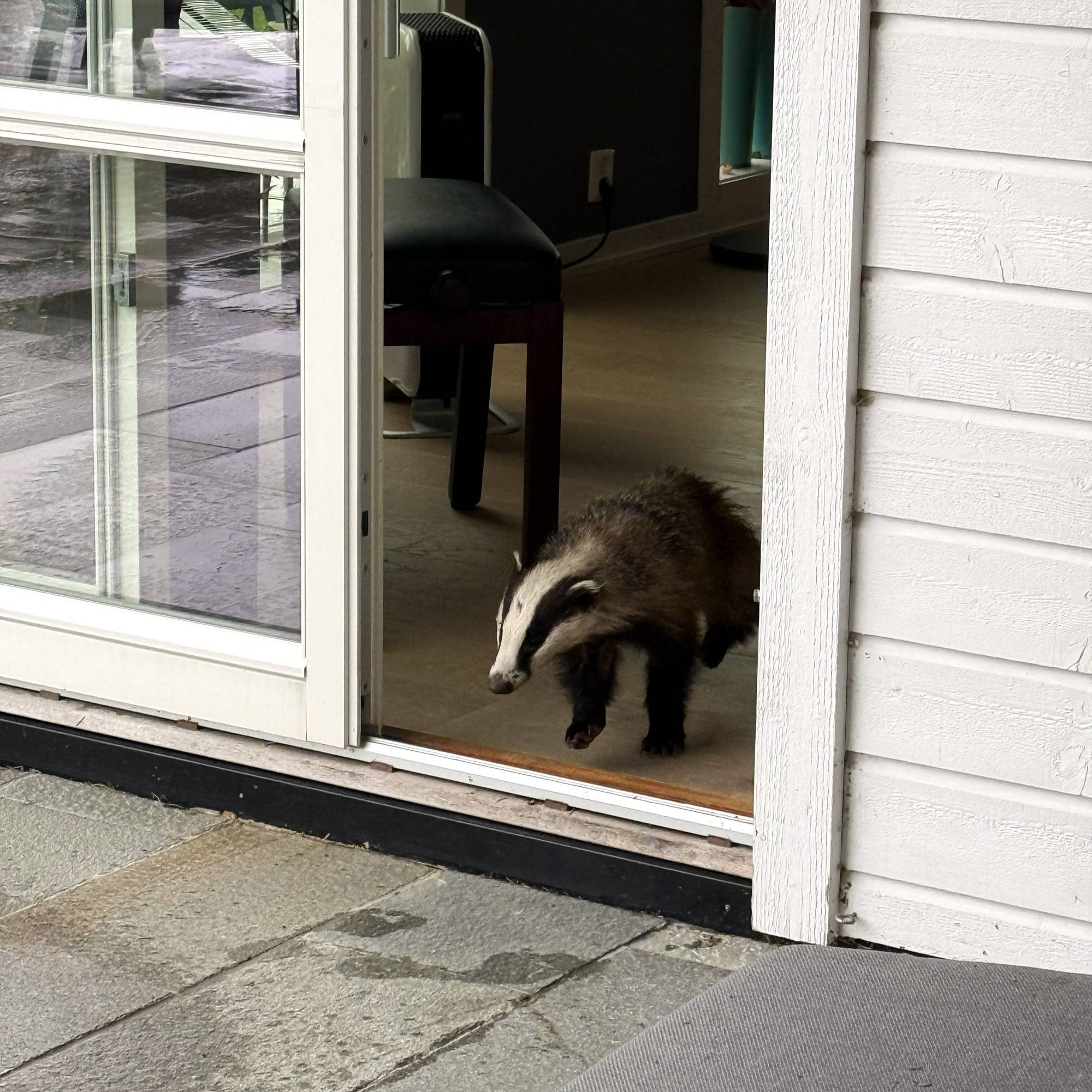 Grevling i verandadøra