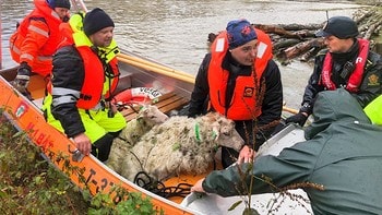 Sauer reddes ut av elva Surna i Møre og Romsdal