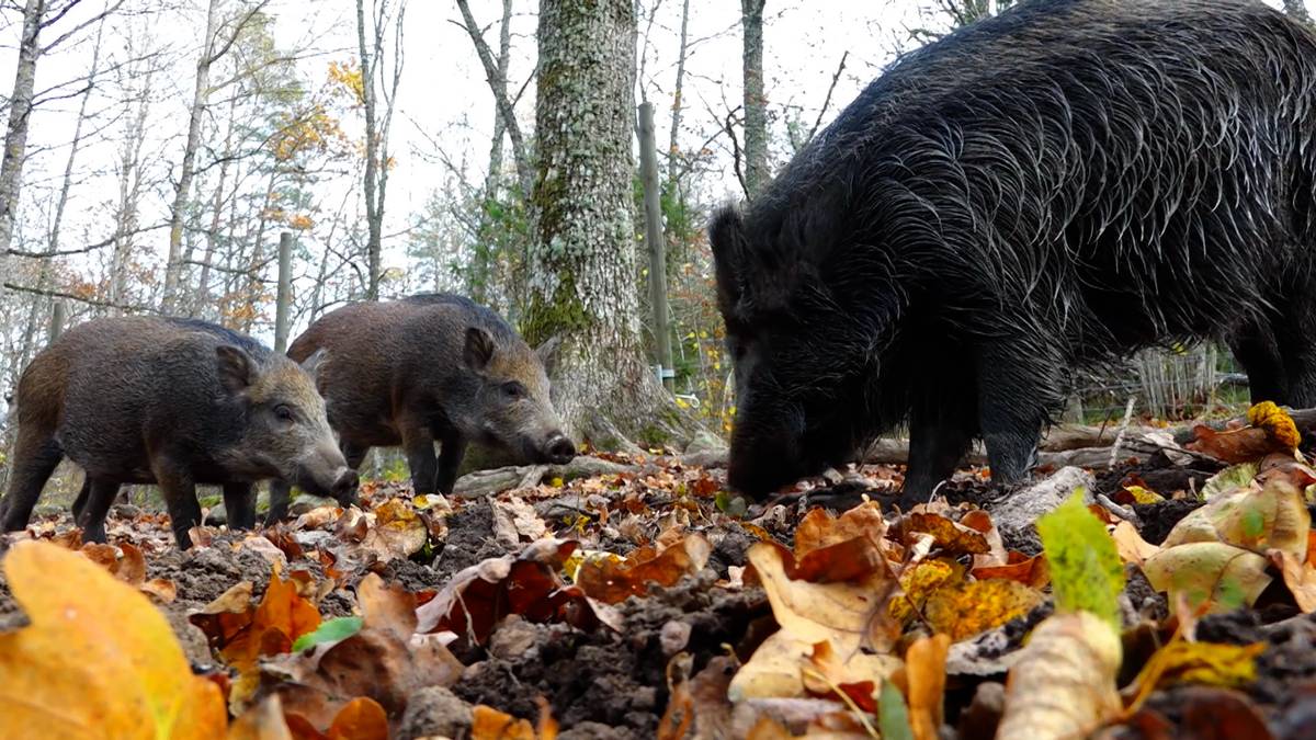 Mener jegere svindler med villsvin