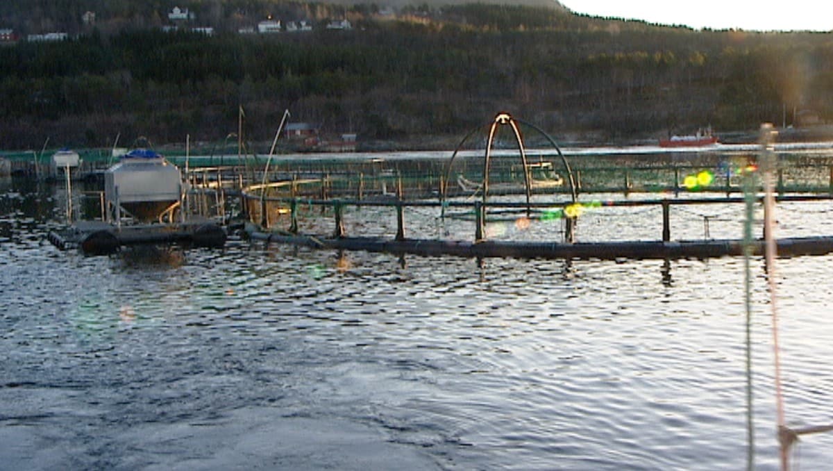Mistanke om laksesykdom på oppdrettsanlegg i Bodø