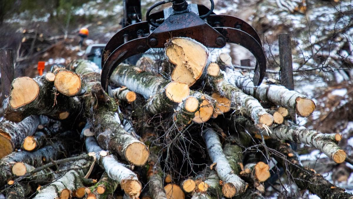 Mer tømmerhogst enn noensinne