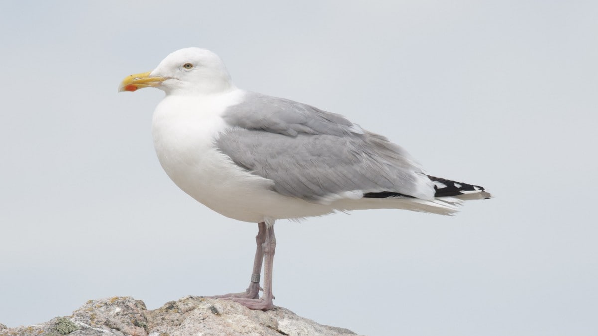 Oppdaget fugleinfluensa i Vesterålen