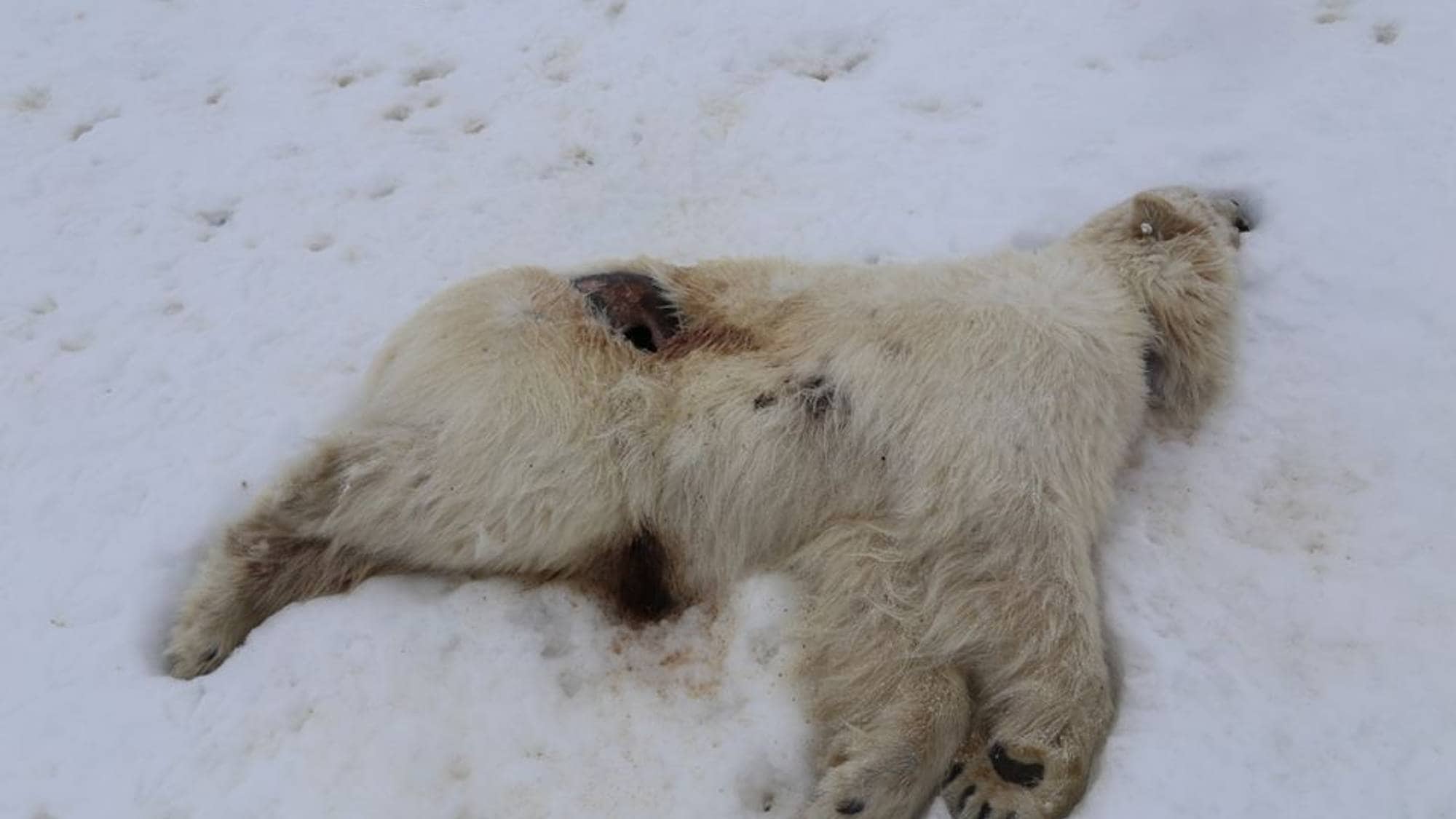 Ein død isbjørn ligg på snø på Svalbard.