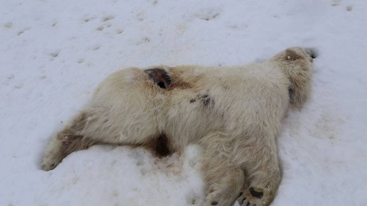 Fugleinfluensa hos isbjørn på Svalbard