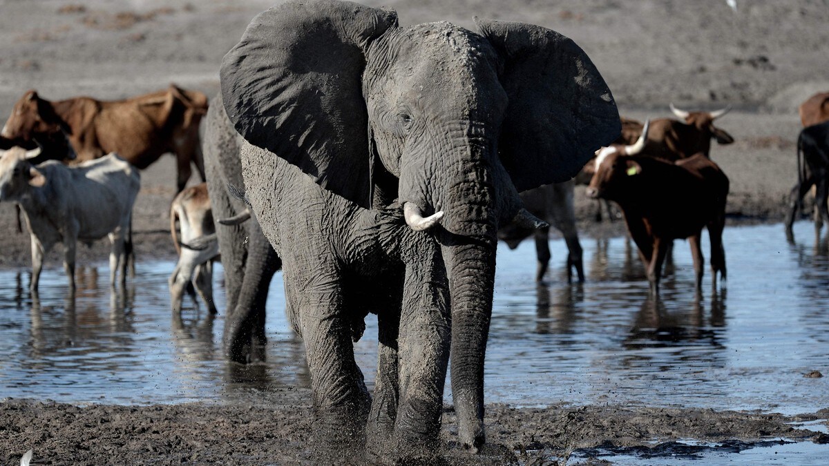 Botswana vil sende 20.000 elefantar til Tyskland