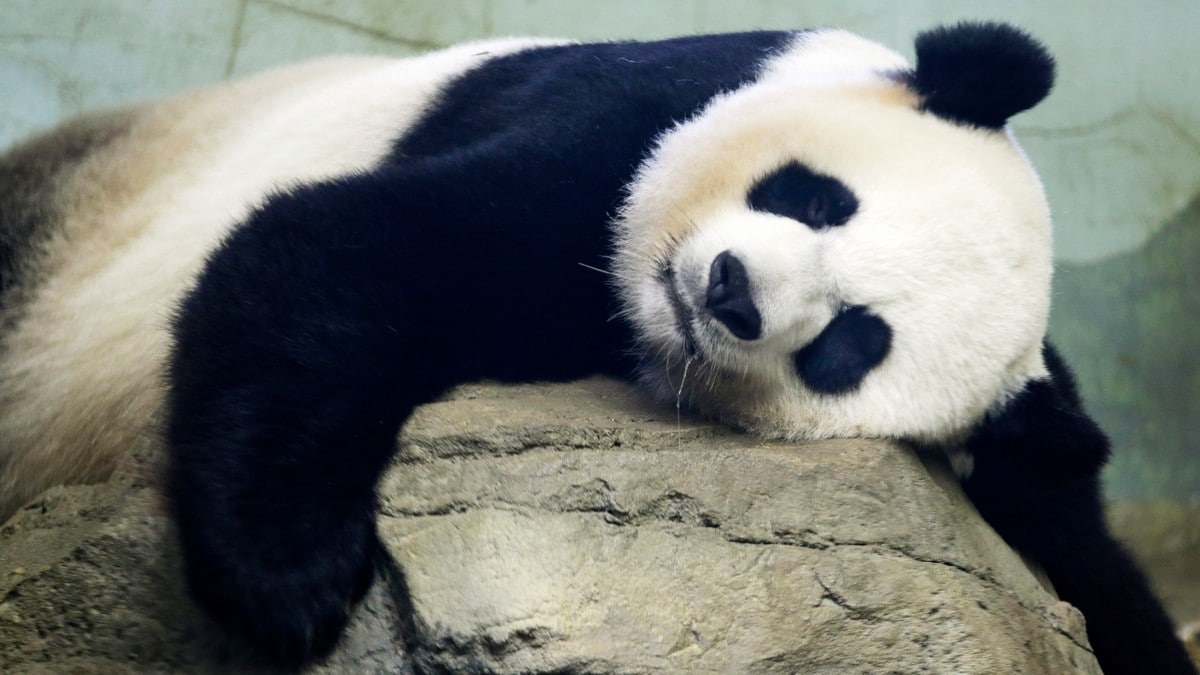 Kina sender to pandaer til dyrehagen i Washington