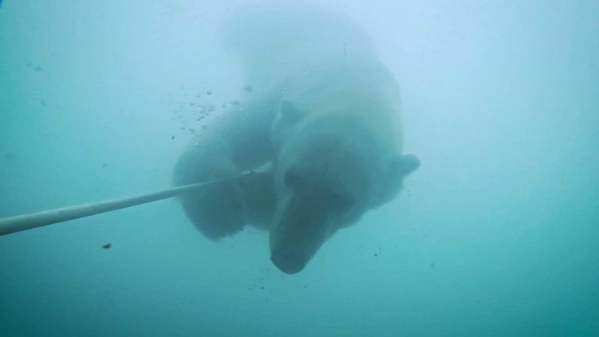 En isbjørn dukket opp på videoen til havforskningsinstituttet. Tatt utenfor Svalbard