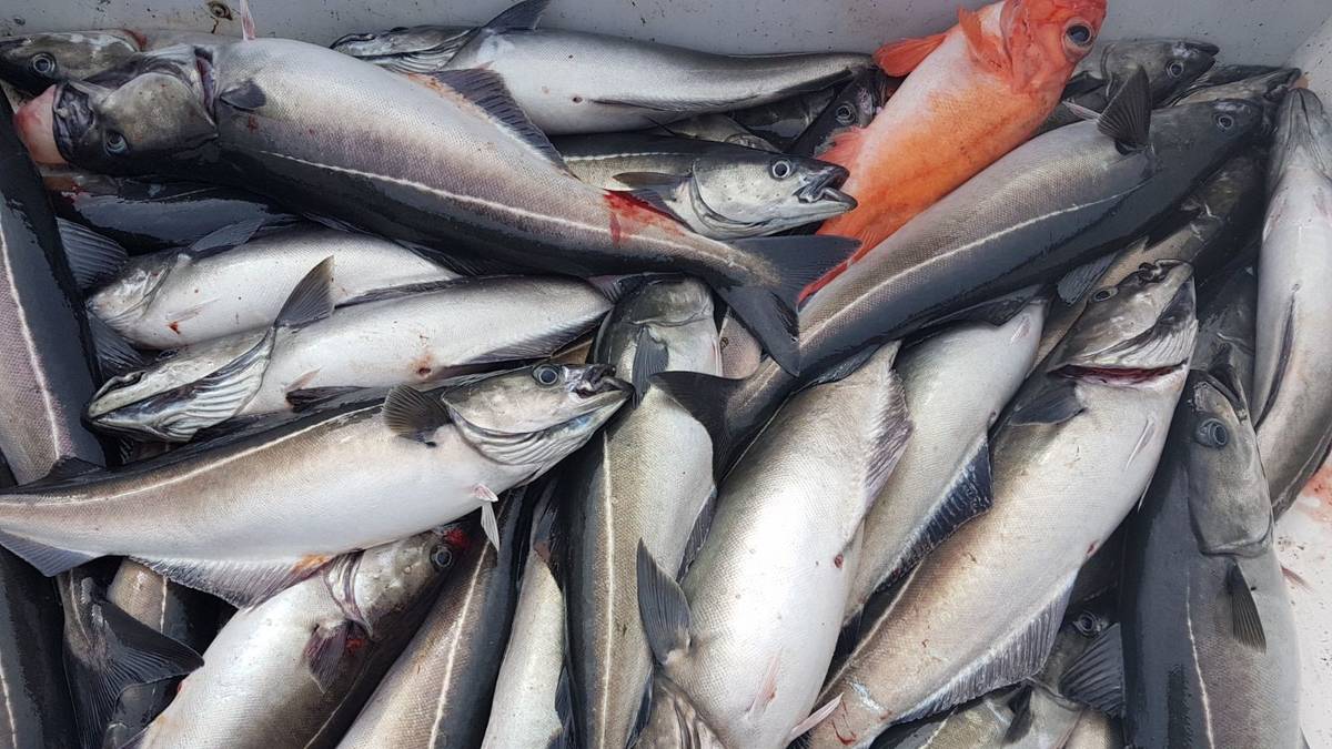 Prisnedgang på sei – NRK Troms og Finnmark