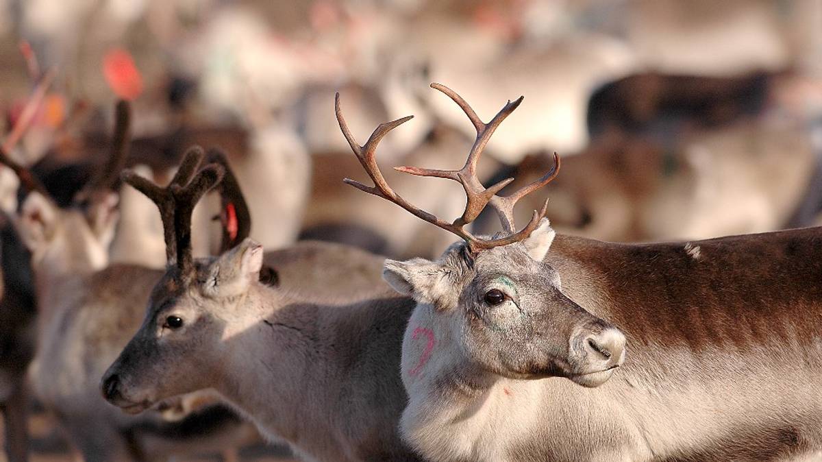 Reindeer cannot survive in the UK climate – NRK Sápmi