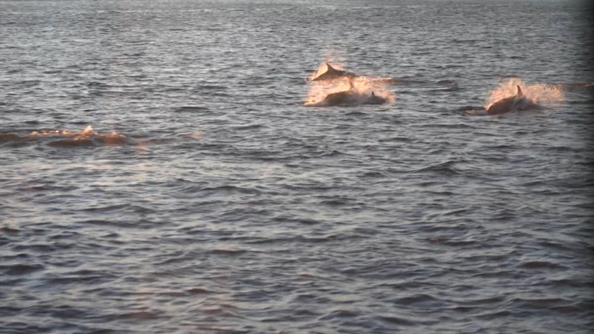 Uventet besøk i Bergen: Badegjester svømte med delfiner