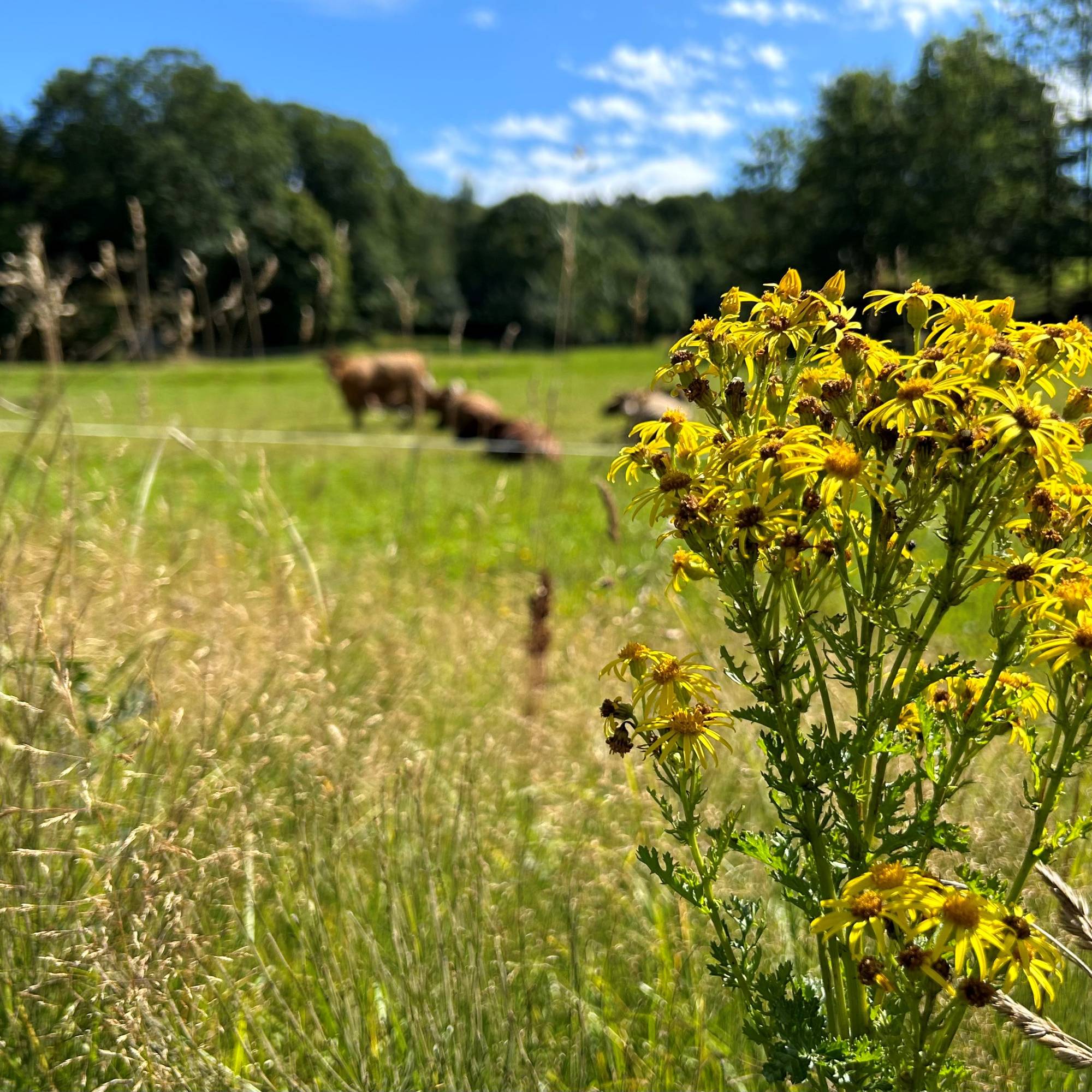 Lukeaksjon mot den giftige planten landøyda i Lindesnes: – Det er ein ...