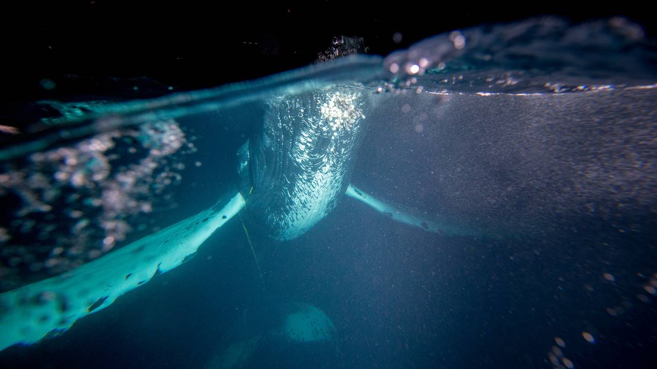 En knølhval som sitter fast i en kabel, bilde tatt halvveis under vann