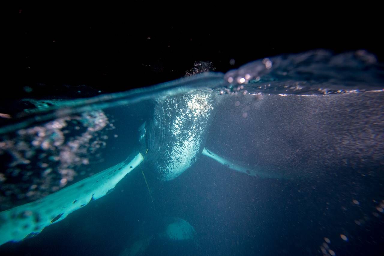 En knølhval som sitter fast i en kabel, bilde tatt halvveis under vann