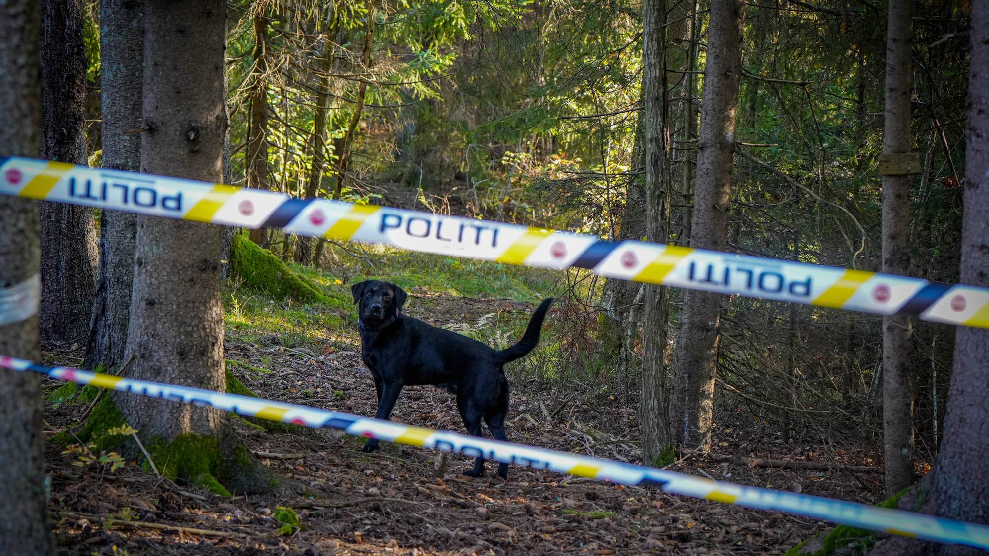Svart politihund står i et skogområde bak sperrebånd merket politi. 