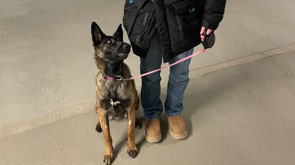 Hund og bil ble stjålet fra parkeringshus i Trondheim – har blitt funnet