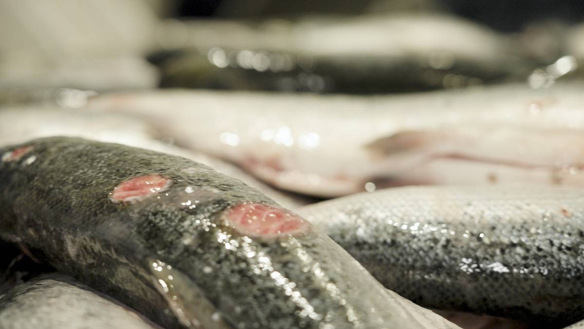 Mattilsynet makteslause mot lakse­smugling: – Vi har ingen sanksjonar for handa