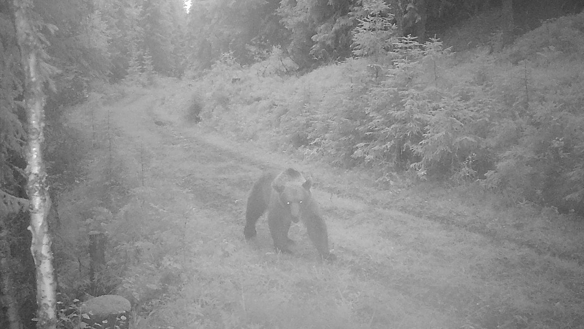 Både bjørn og ulv angrip sau i Midt-Gudbrandsdalen