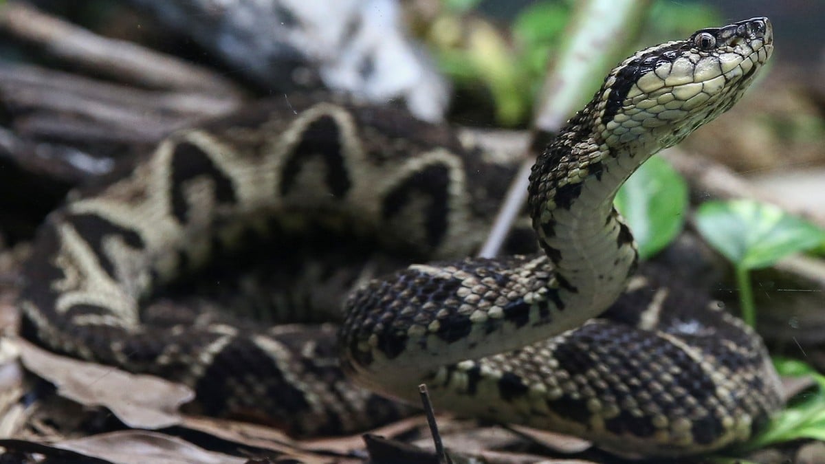 Denne slangen kan sitte på nøkkelen til en framtidig koronamedisin