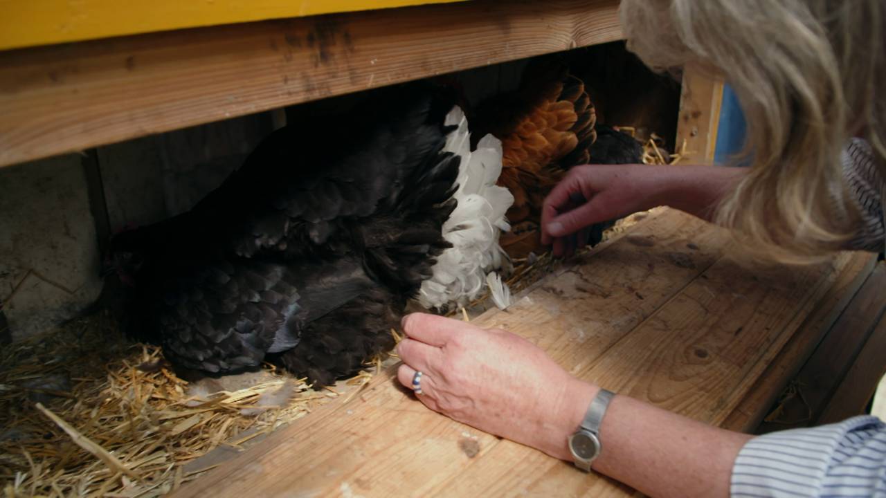 Hønsehus i drivhuset hos Gaia arkitekter