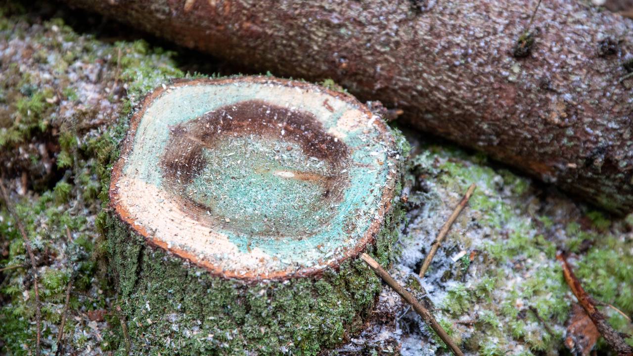 Rotkjuke. skog gran