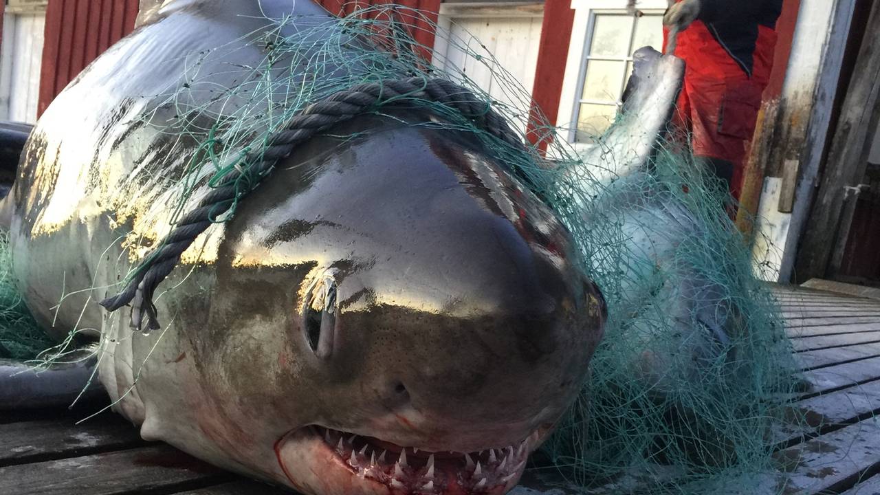 hai_sjohai, sjona, helgeland, torskefiske, garn, håbrann
