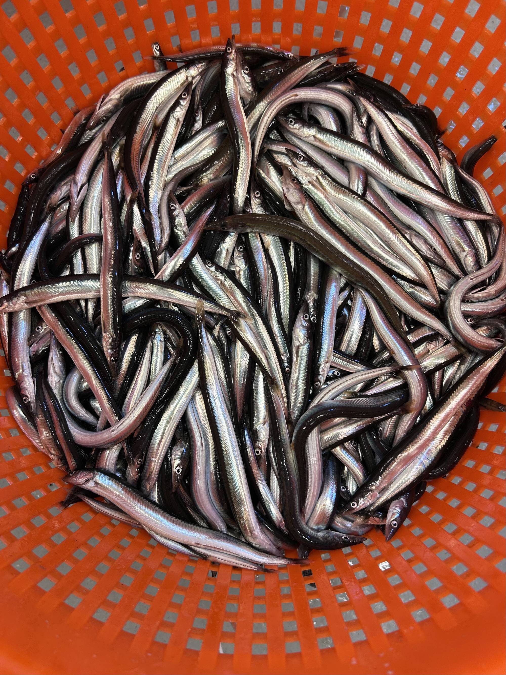 en rød bøtte full av smale små fisk, bilde tatt ovenifra 